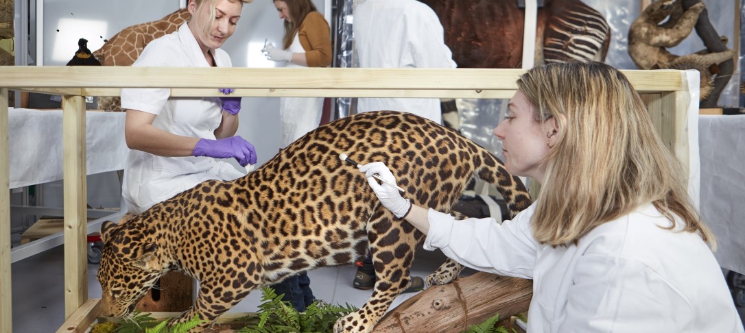 Conservation in action at the Natural History Museum