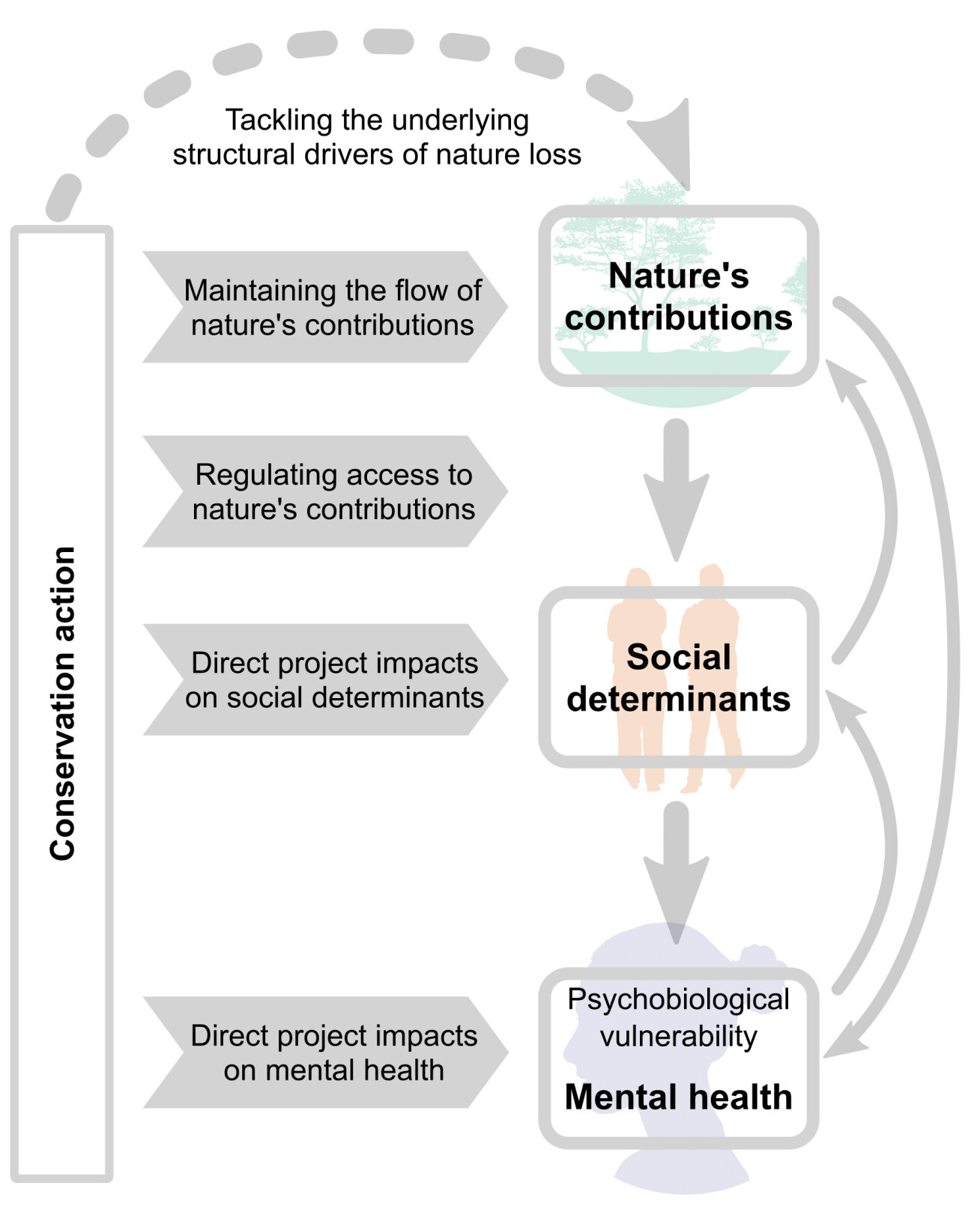 A flow chart showing how conservation action impacts natural resources, and social determinants of mental health.