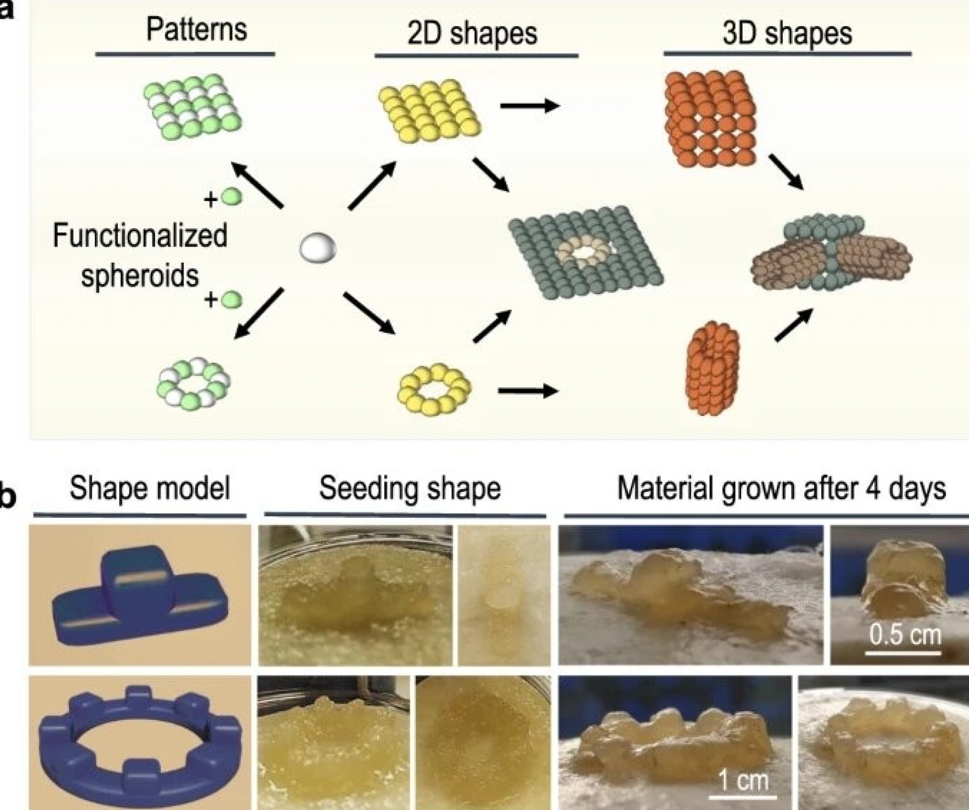 Self-healing ‘living Materials’ Used As 3D Building Blocks | Imperial ...