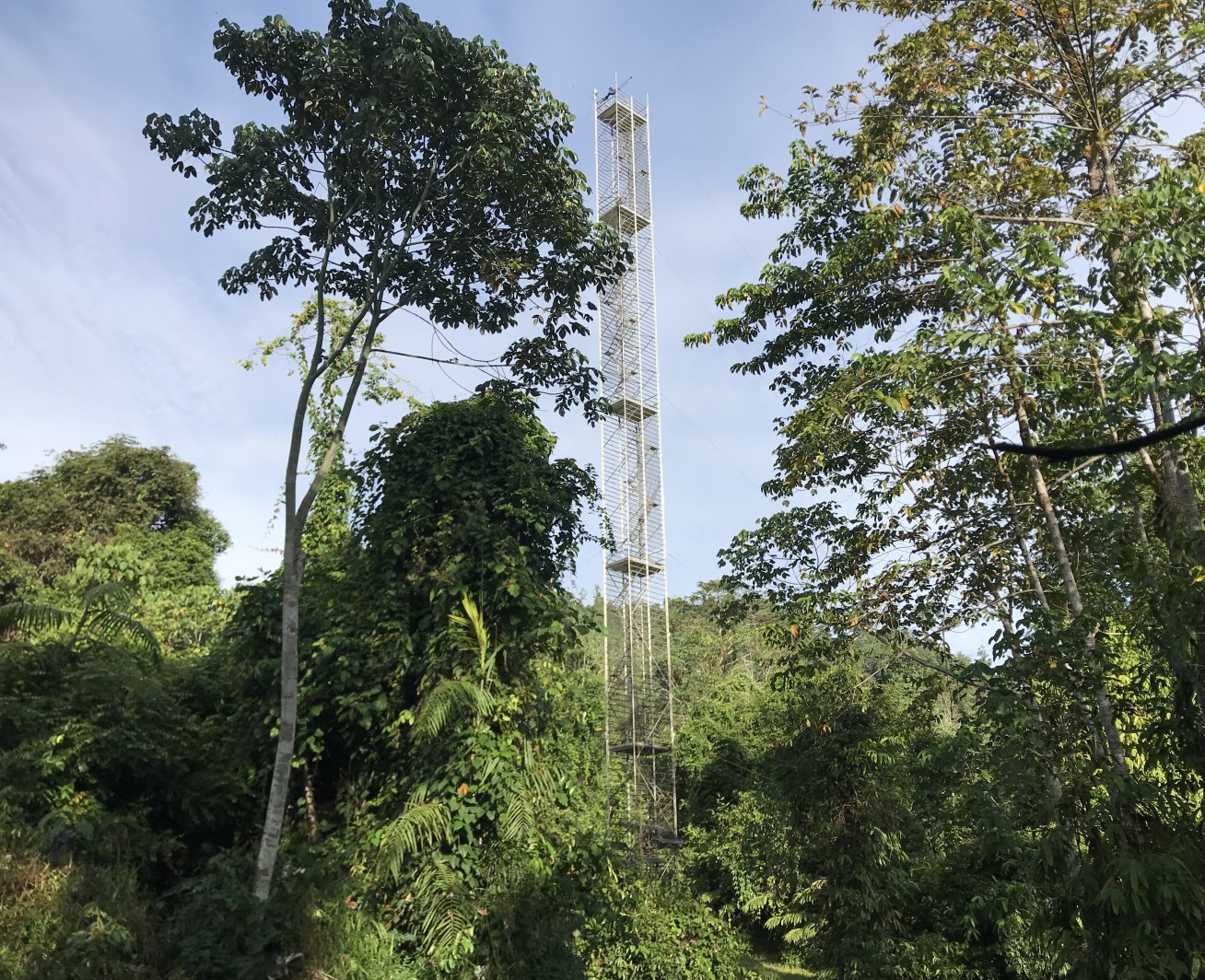 A thin metal tower among trees