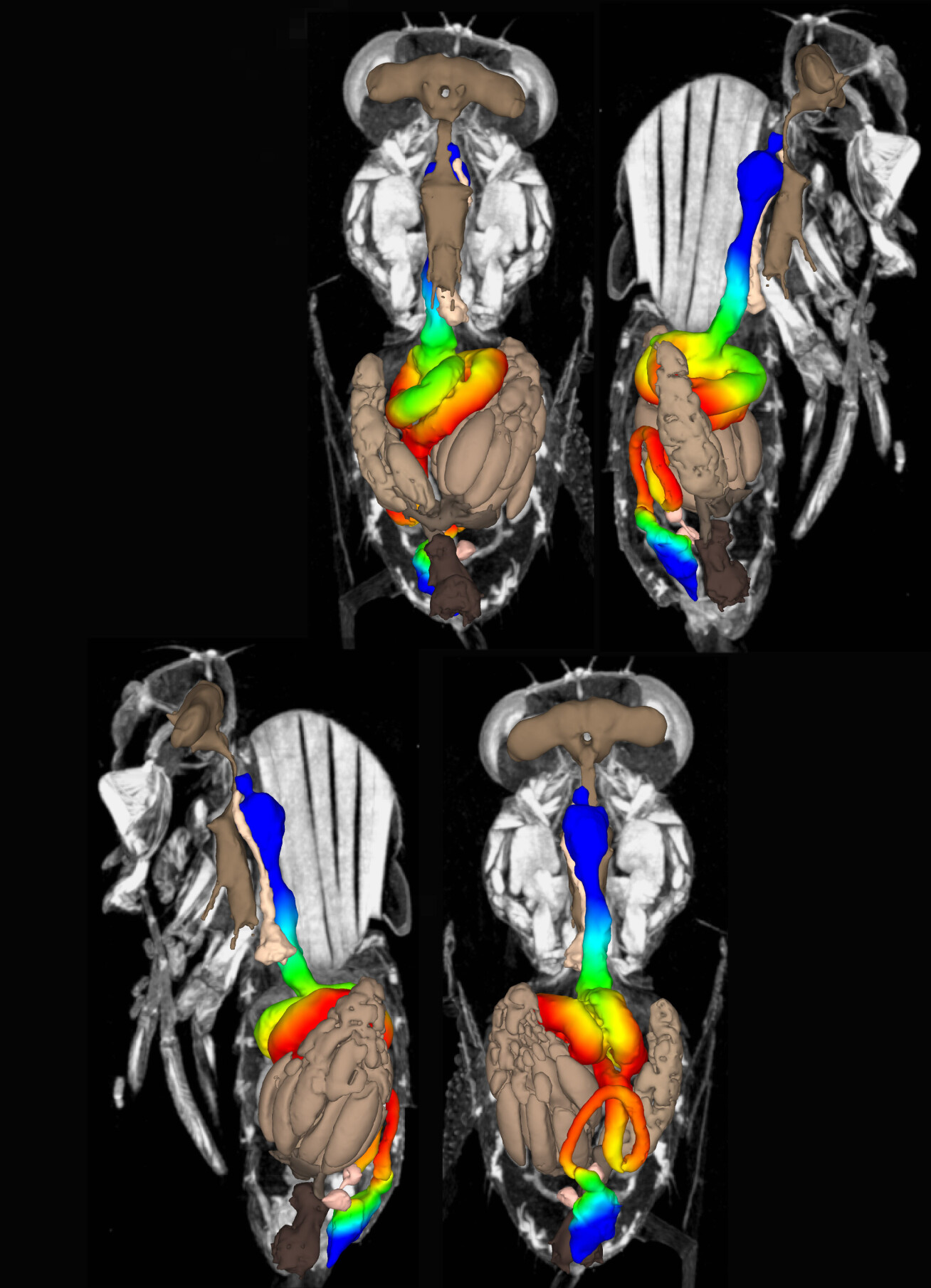 Cross-sections through microCT scan of female fruit fly overlaid with 3D models of organs, gut coloured by proximity to ovaries.