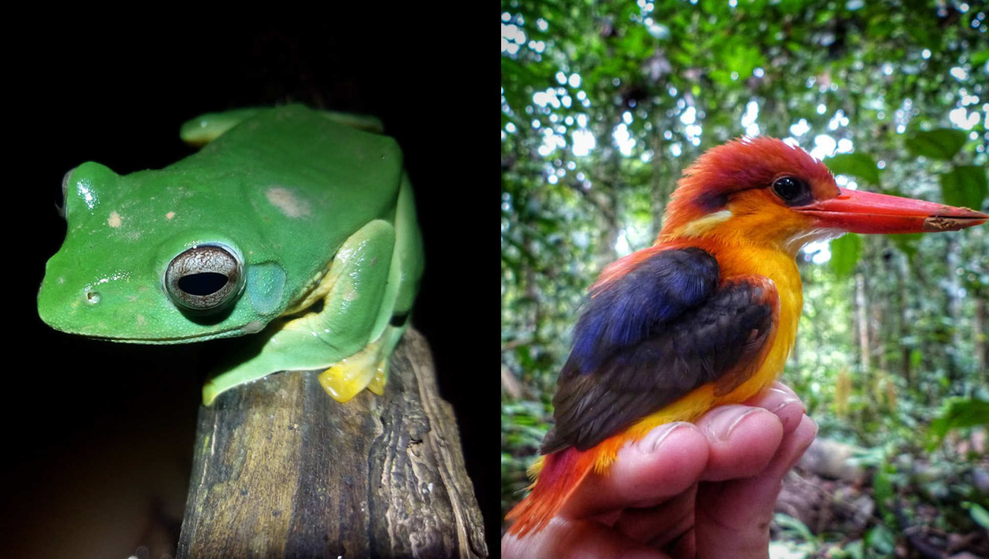 A frog and a bird