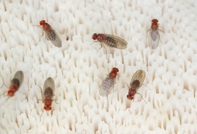 photo of fruit flies