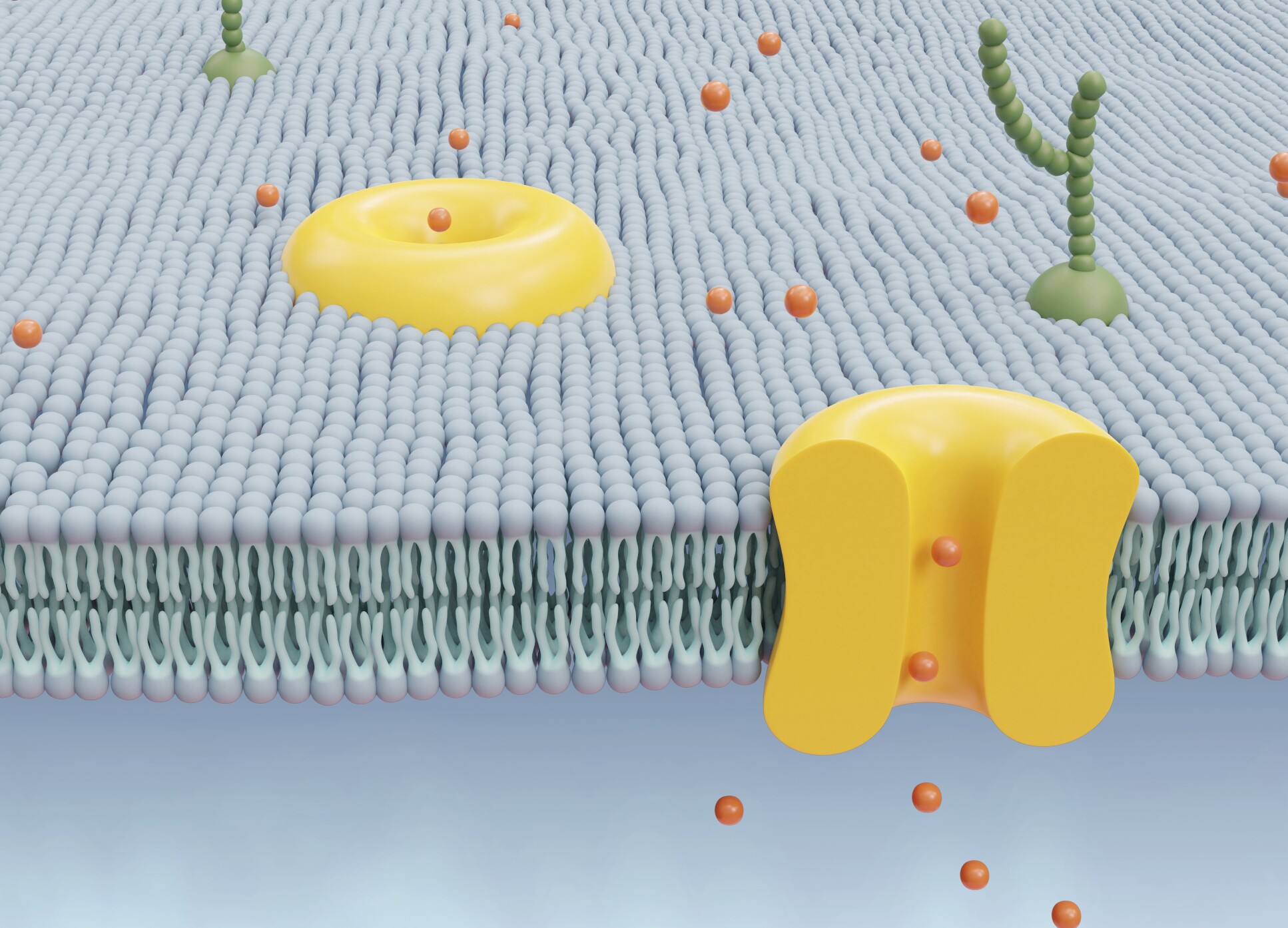 Illustration of a membrane with proteins attached