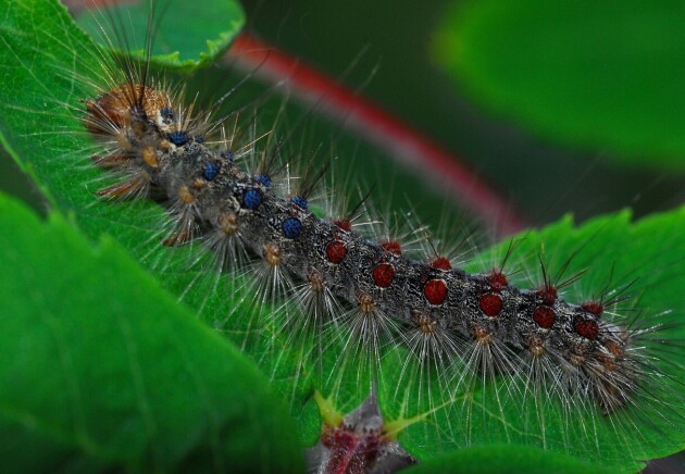 A brown, blue and red spiky caterpillar crawling across green leaves