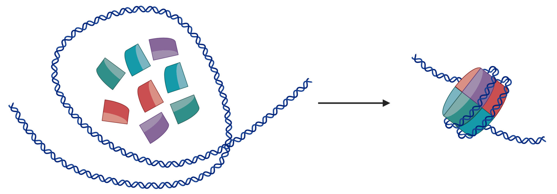 With aid from other proteins, these eight histones come together and loop DNA around themselves to form a nucleosome. Figure created in BioRender.com. 