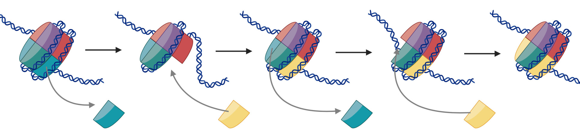 SWR1 removes a default subunit called H2A and replaces it with a H2A.Z subunit. This happens on each side of the nucleosome and acts as a signal to activate genes and repair DNA damage. Figure created in BioRender.com. 