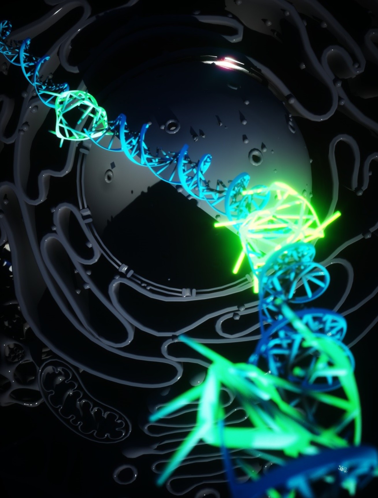 Illustration of quadruple helix DNA forming within normal double helix strands. The quadruple helix complexes are glowing