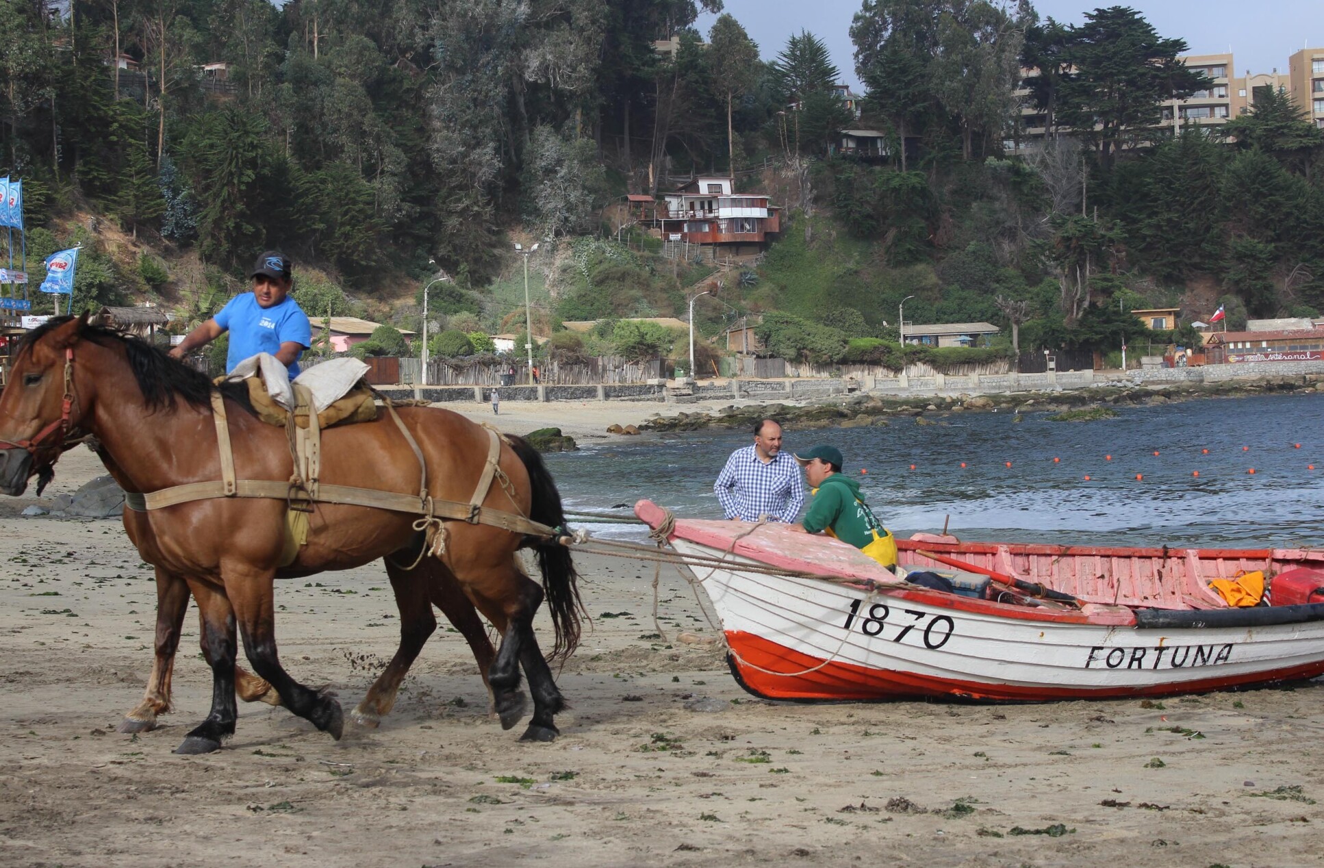 Two horses dragging a boat up a beach