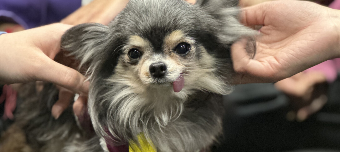 Therapy dog Tinkerbell