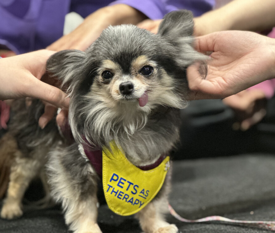 Therapy dog Tinkerbell