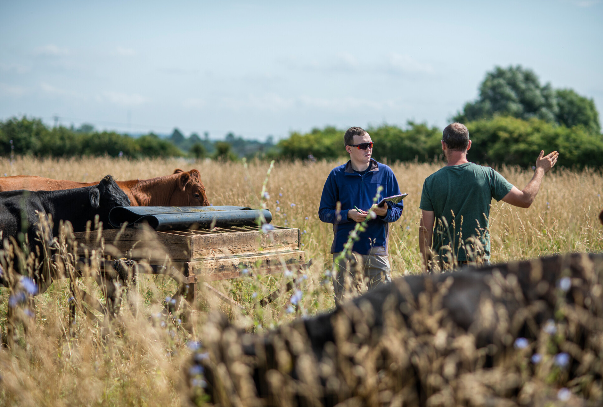 Two men talking in a field of cows