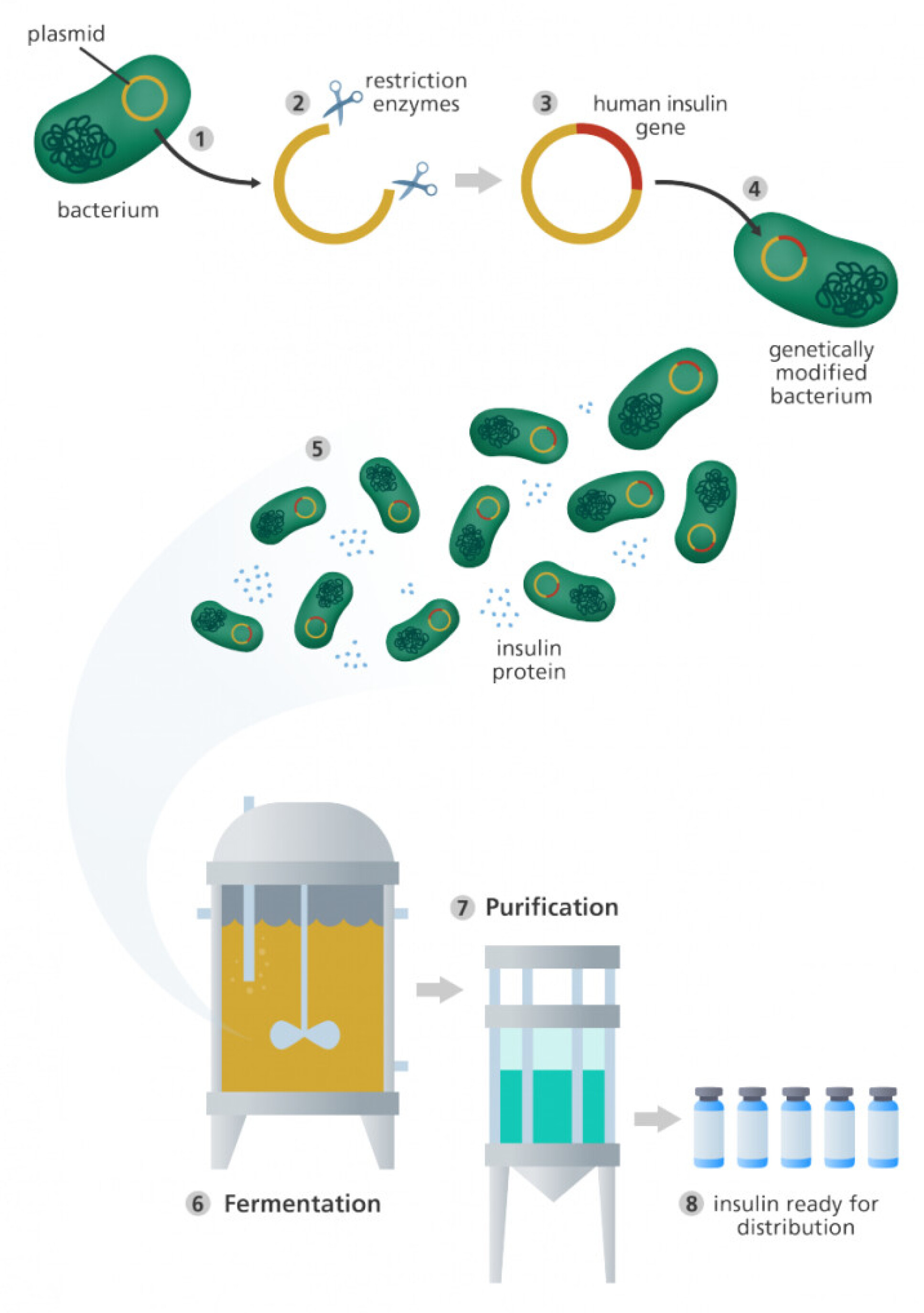 Example of genetic engineering. Diagram showing insulin production through engineering biology. Human insulin gene in introduced in a previously cut bacterial plasmid. As the bacteria replicate, it produces insulin in large quantitites allowing distribution. Image credit: Andrea Bierema, An Interactive Introduction to Organismal and molecular biology, 2nd Edition..