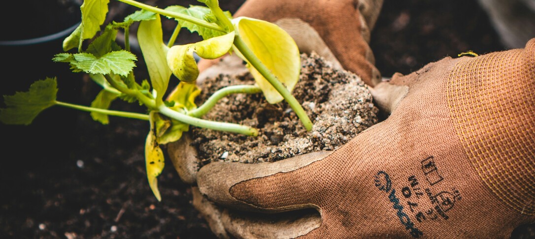 Planting 