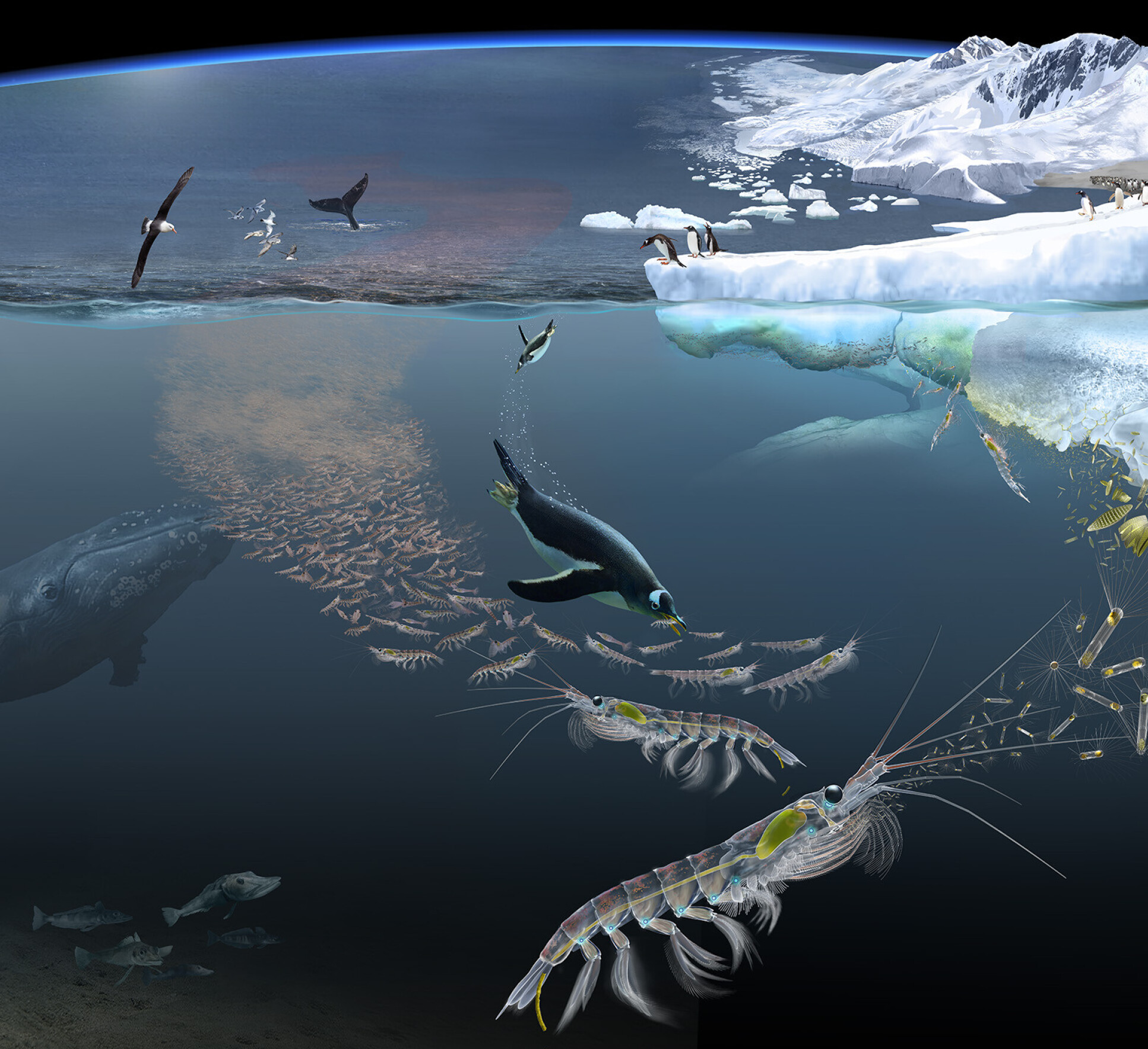 Illustration of krill in the ocean surrounded by whales and penguins, with seabirds and penguins on ice above