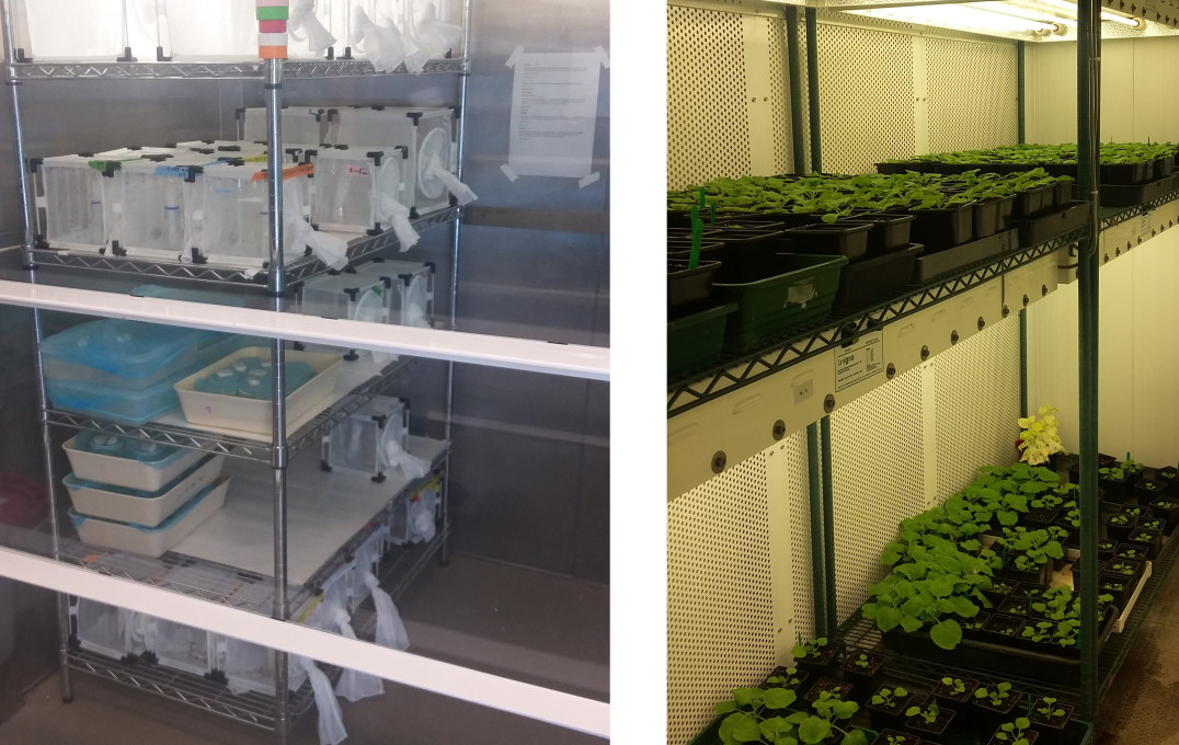 Insectary (left) and plant growth room (right) on Imperial's South Kensington campus