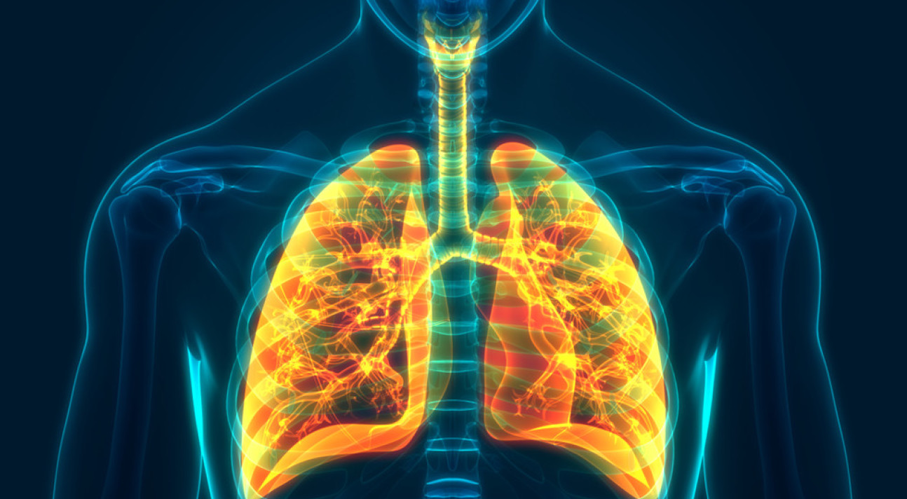 A computer illustration of the ribcage and lungs