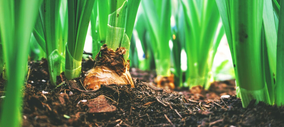 Flower bulbs in the ground