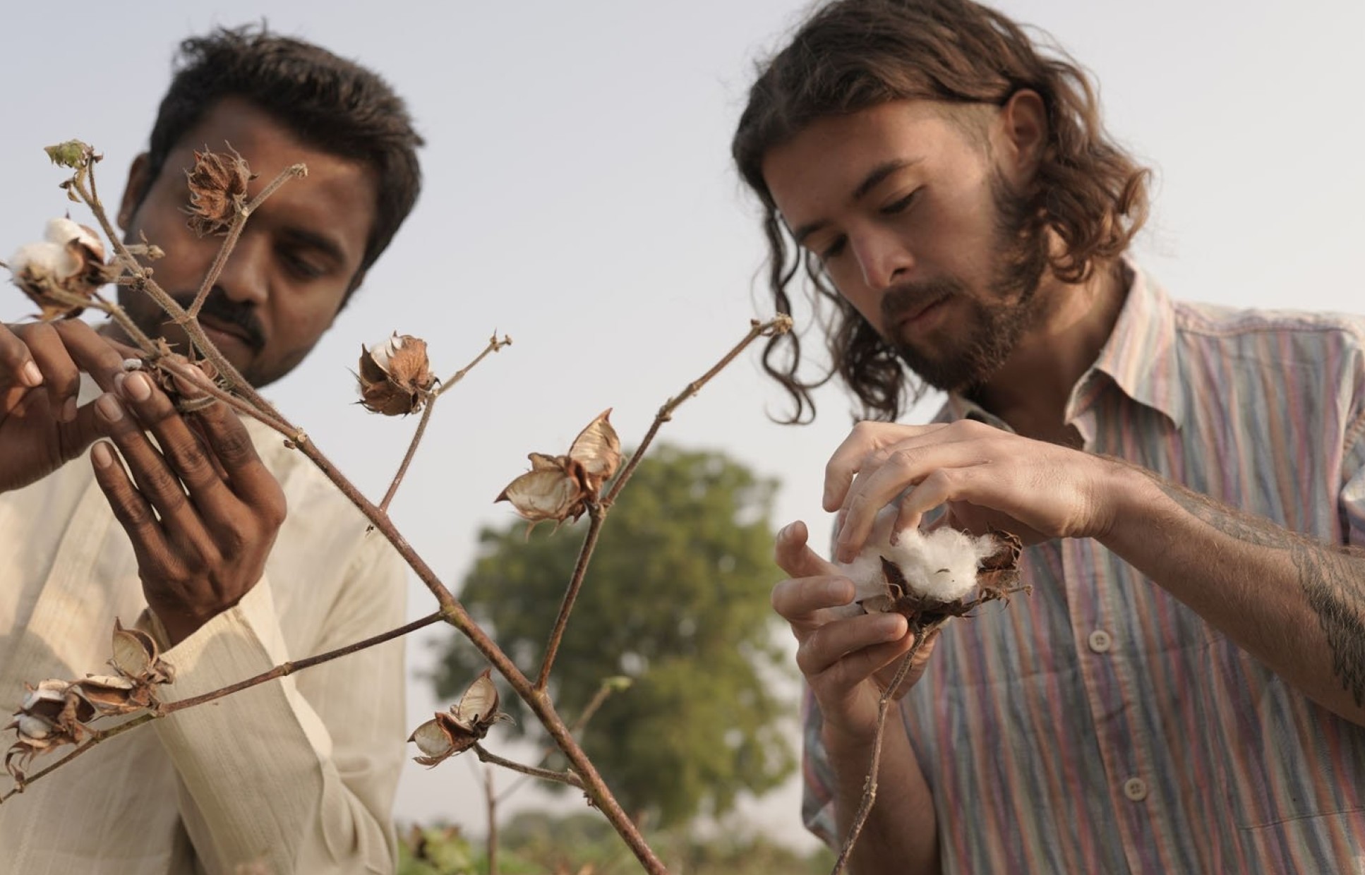 Two people picking cotton in India