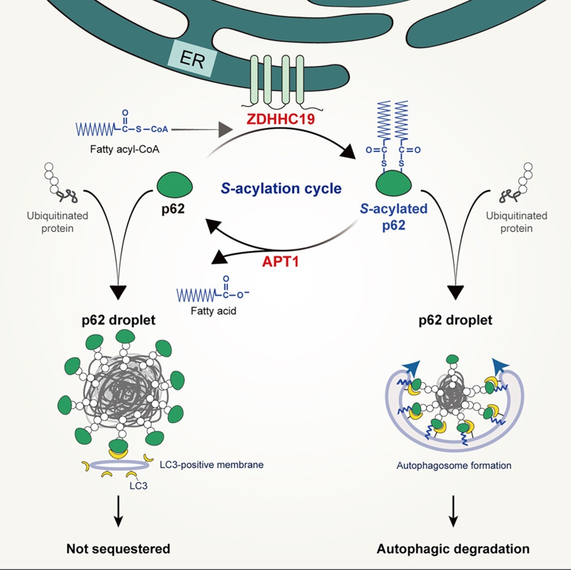 Acylation Mechanism Of Protein