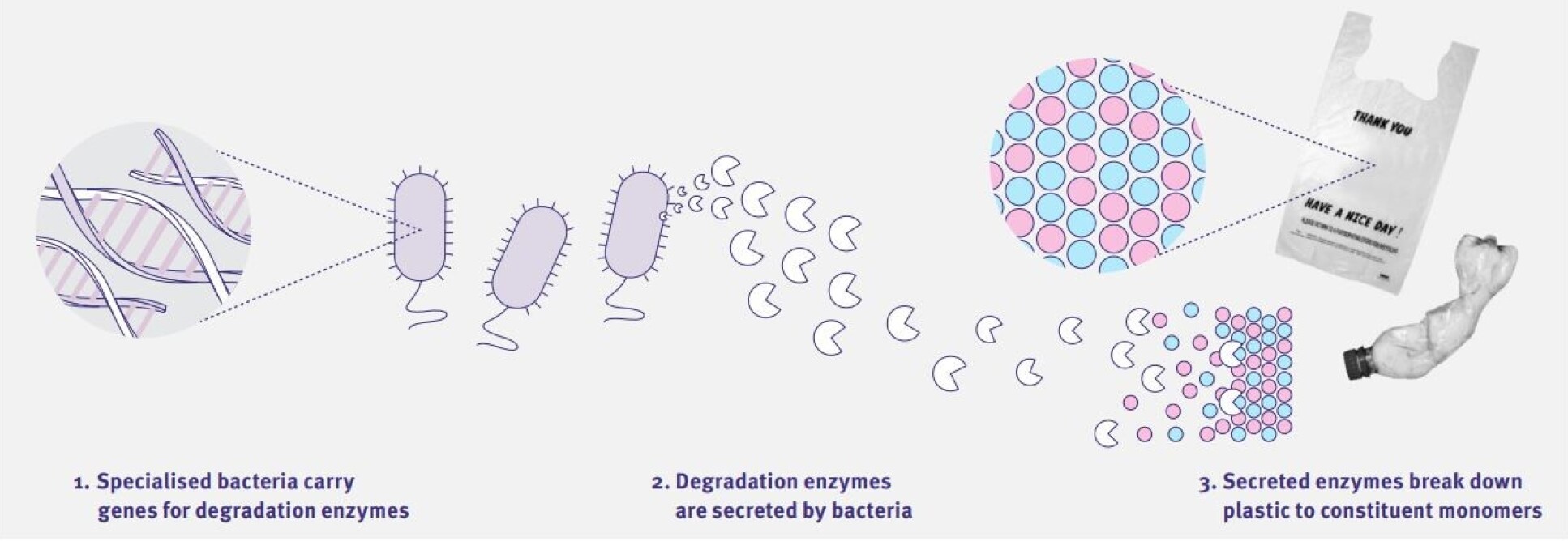 Plastic-degrading bacteria secrete enzymes to break down polymers into their structural subunits (monomers)