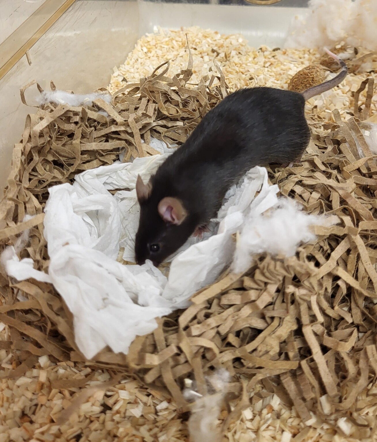 A mouse steps into a nest of bedding material