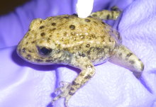 Skin bacteria may predict vulnerability of amphibians to killer chytrid fungus