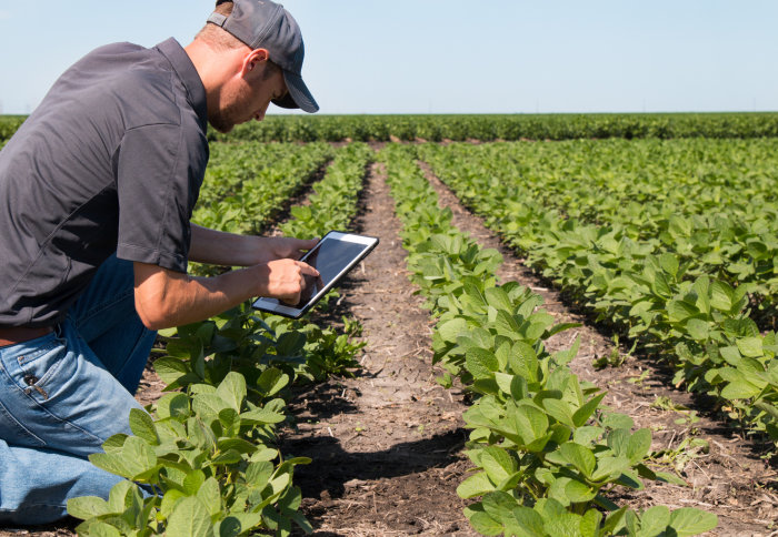 man crouching in crop field with ipad