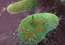 E. coli rewired to control growth as experts let them make proteins for medicine