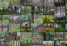 Pollution hits the fungi that nourish European trees