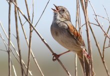 Stubborn sparrows may have sung the same songs for hundreds of years