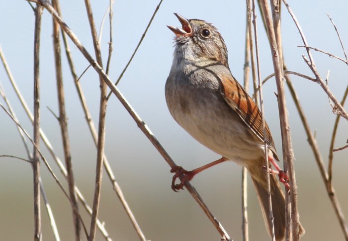A sparrow singing