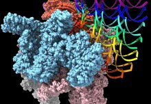 New insights into DNA ‘melting’ reveal chink in bacteria’s armour