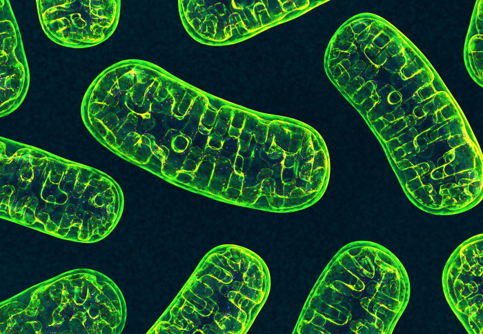 Illustration of mitochondria