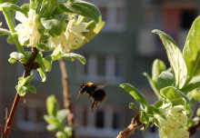 City bees outbreed their country cousins