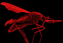 New study pinpoints genes’ protective power against severe malaria