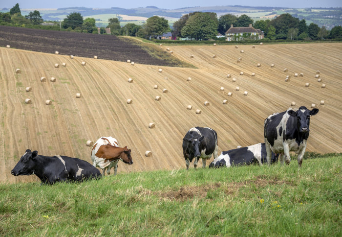 A farm in the south of England with cows in the foreground and hay bails in a straw-coloured field field the distance