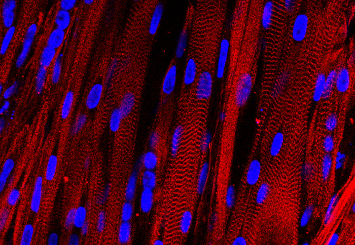 False colour microscope image of lab-grown muscle tissue