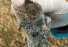 Giant Guernsey voles, and shining a light on dark matter: News from the College
