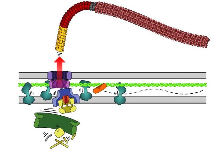 Illustration of a tail being ejected from a motor complex