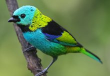 Birds outside their comfort zone are more vulnerable to deforestation