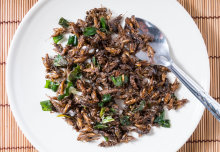 Eating insects makes sense. So why don’t we?