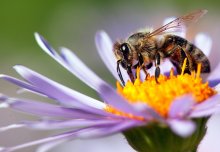 Protecting pollinators and funding future leaders: News from the College