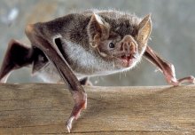 What a group of bizarre-looking bats can tell us about the evolution of mammals