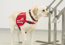 Dog detectives sniff out harmful bacteria causing lung infections