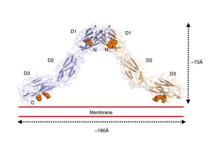 OPCML structure