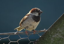 Older male sparrows seem to father more chicks by getting more sperm to the egg