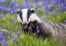 Badger culling drives animals further afield increasing risk of TB spread 