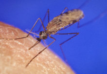 Female mosquitoes that have mated are more likely to transmit malaria