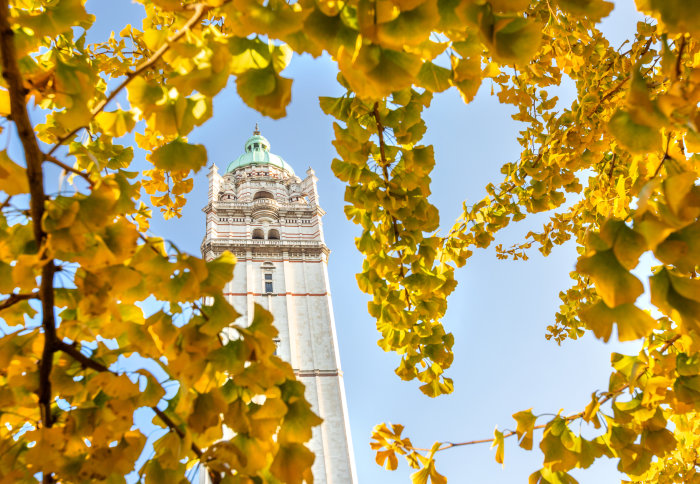 Imperial College tower through the trees